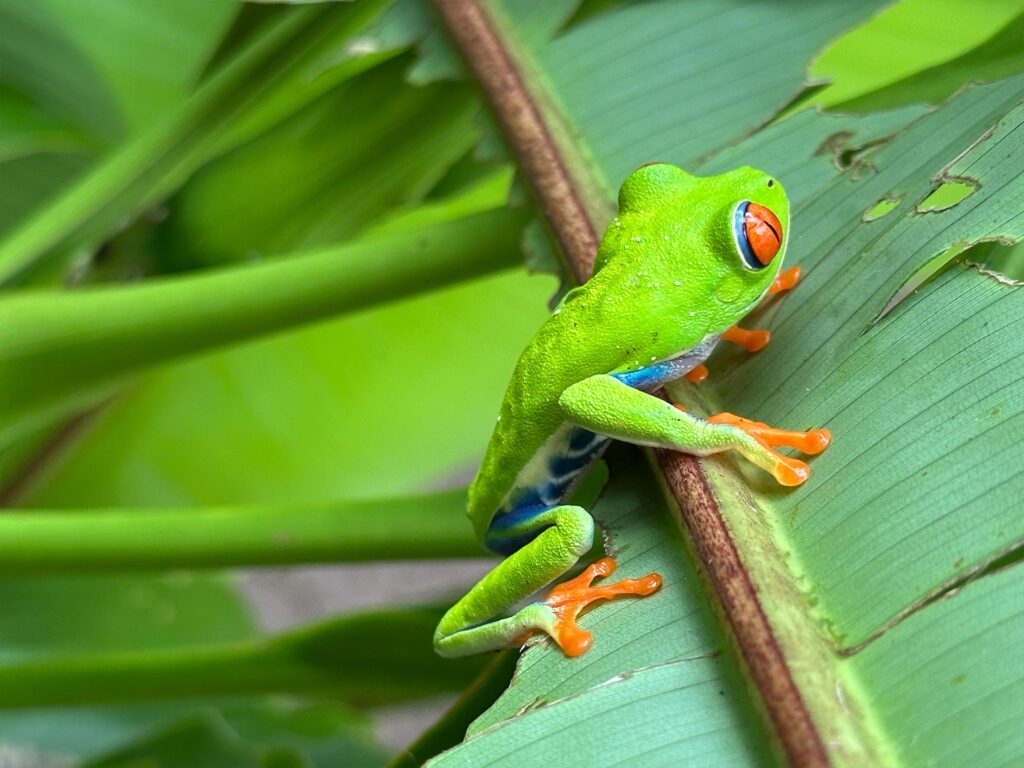 アカメアマガエル