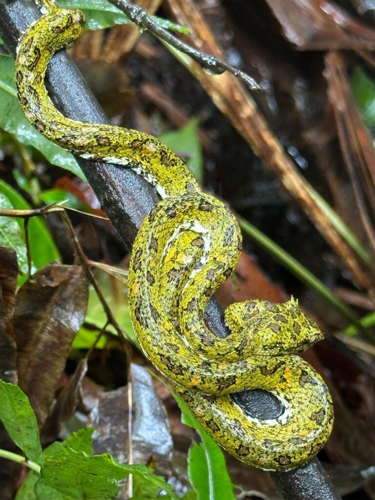 アイラッシュバイパー（写真でも目の上のアイラッシュ的なものが見れます）