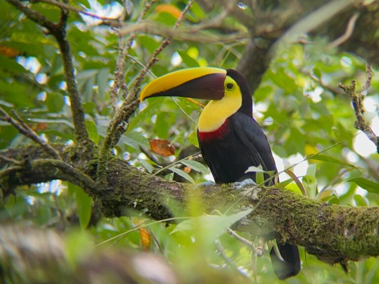 オオハシ、英語名はToucan（トゥーカン、ツーカン）