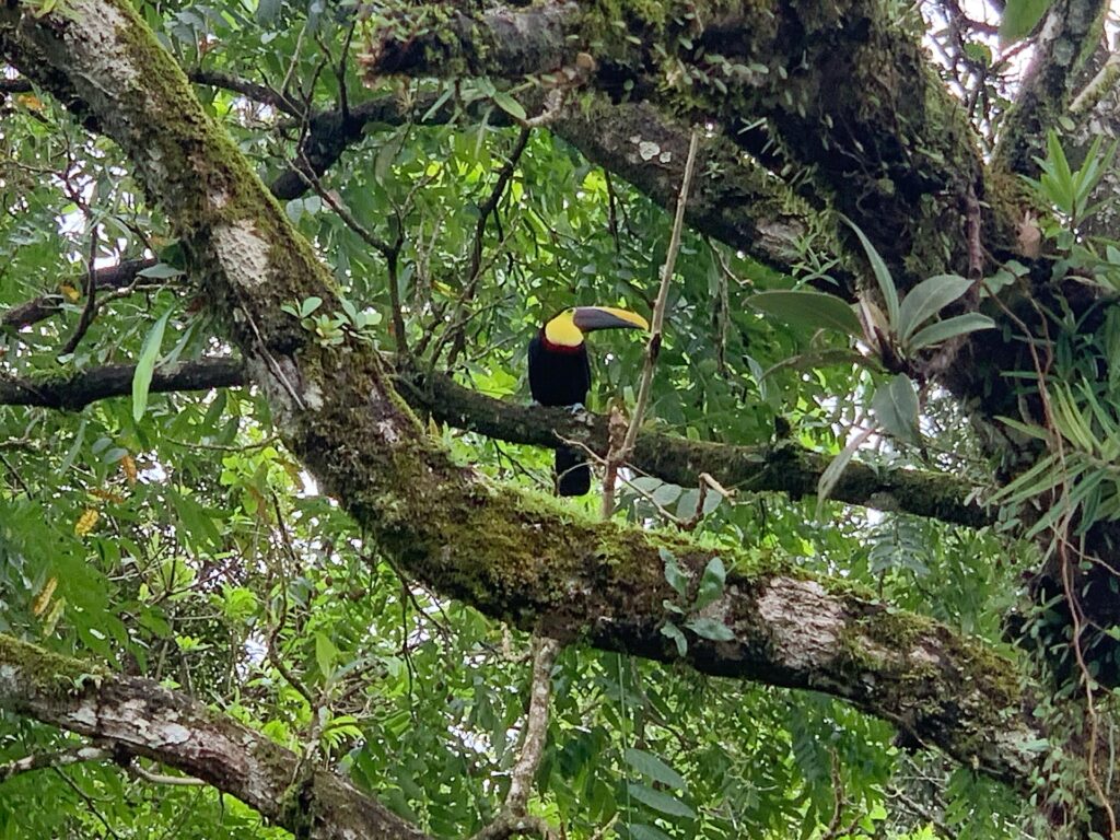 オオハシ、英語名はToucan（トゥーカン、ツーカン）
